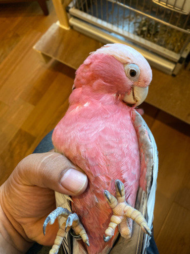 モモイロインコ雄手乗りインコ くぅ 大船のその他の里親募集 ジモティー