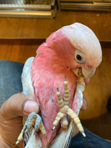 モモイロインコ雄手乗りインコ くぅ 大船のその他の里親募集 ジモティー