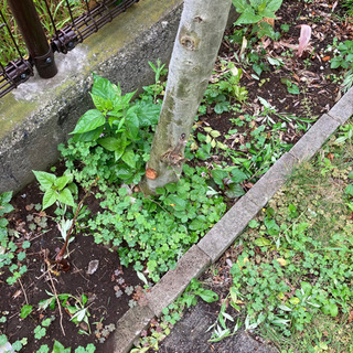 その他 [決定しました]オリーブの木 地植え シンボルツリー