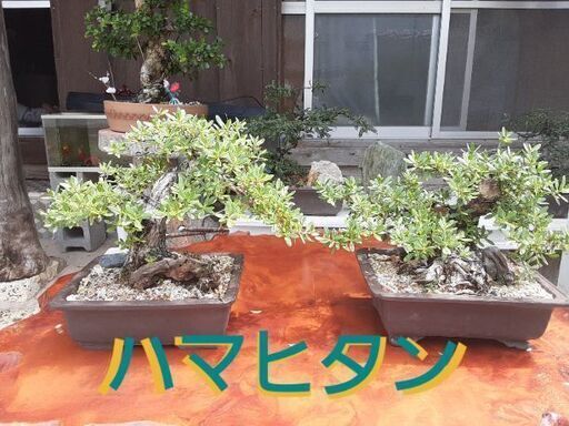 ハマシタン