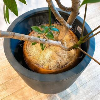 【ネット決済】おしゃれな植木鉢