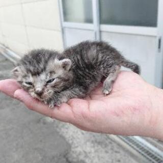 子猫1匹の里親募集。