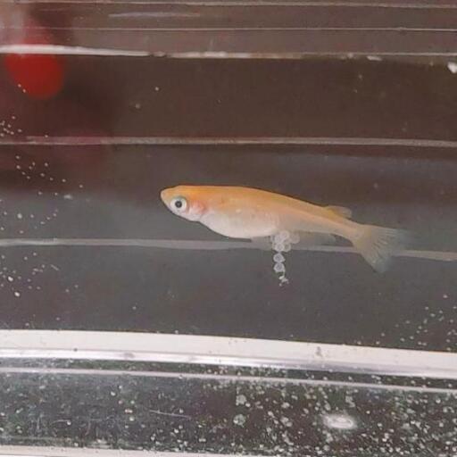 楊貴妃の赤ちゃん10匹おまけグリーンウォーター ミナミヌマエビ1匹プレゼント Rinae 古河のその他の中古あげます 譲ります ジモティーで不用品の処分