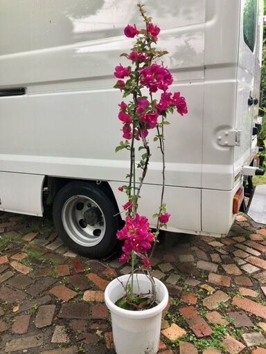 ちょうど見頃、ブーゲンビレアです dommcgregor.com