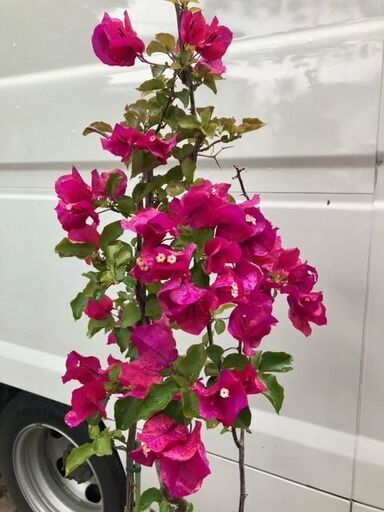 ちょうど見頃、ブーゲンビレアです dommcgregor.com