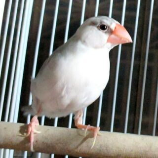 文鳥の雛の里親募集中