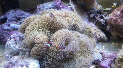 ハタゴイソギンチャクノーマルタイプ