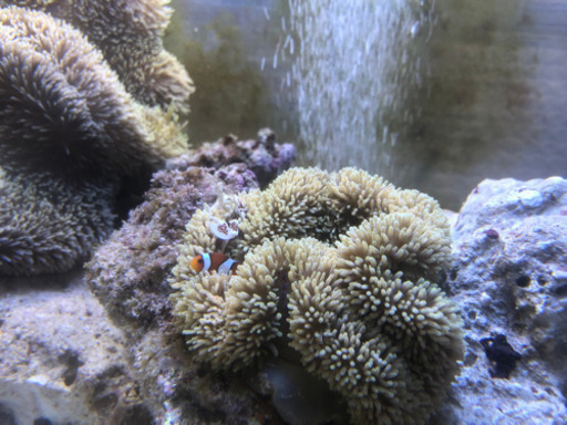 ハタゴイソギンチャクノーマルタイプSサイズ