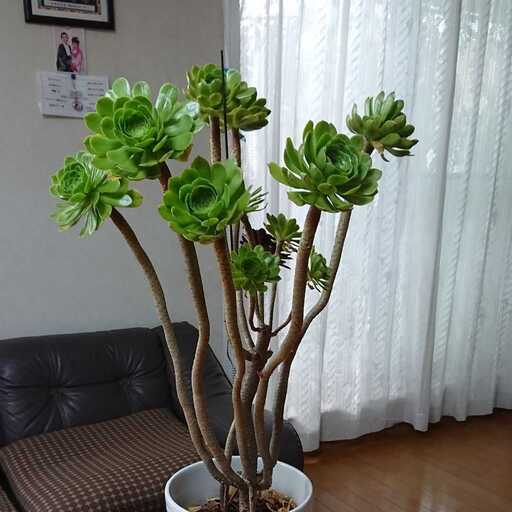 サンシモン　再出品