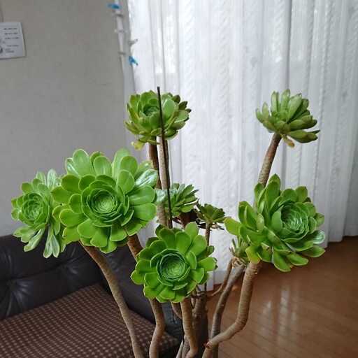 サンシモン 10Kまで配送付