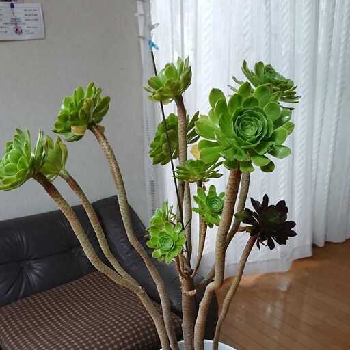 サンシモン　緑＝先端11個・黒先端1個