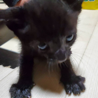 岡山県の猫の里親募集｜ジモティー