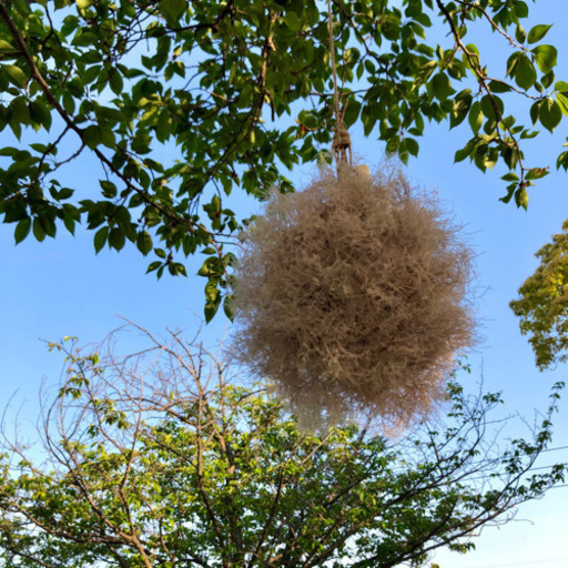 スモークツリーボールリース144