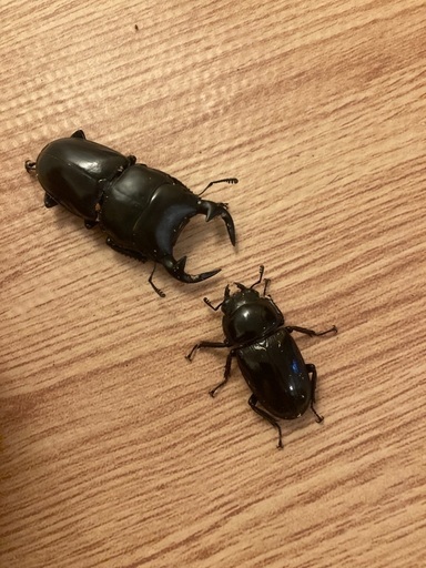 クワガタ成虫、幼虫