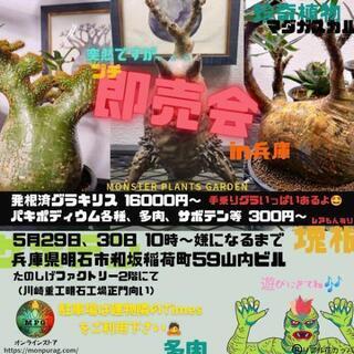 マダガスカル植物等の即売会！5月29日〜30日