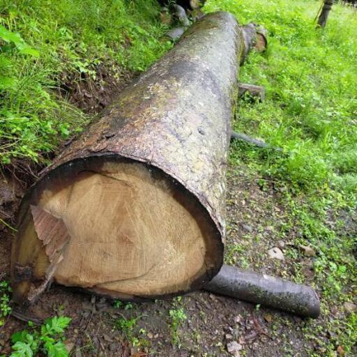 欅（ケヤキ）原木、直径60cm以上、長さ4m