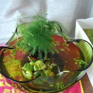 グリーンガラス　メダカのビオトープ