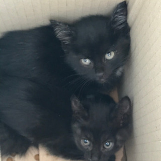 屋根裏にいた可愛い黒猫二匹