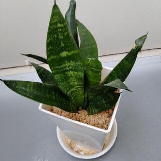 観葉植物　サンスベリア　小さめ