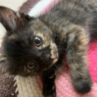 サビ猫 里親募集 ジモティー