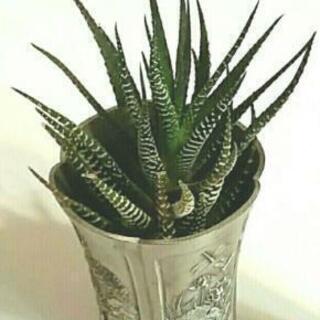 観葉植物 十二の巻 おまけ付き 多肉植物 Cocoa 福岡のインテリア雑貨 小物 その他 の中古あげます 譲ります ジモティーで不用品の処分