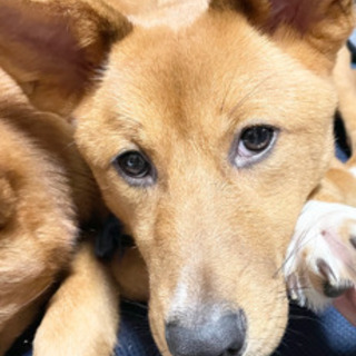 愛知県 名古屋市の犬の里親募集 ジモティー 愛知県 名古屋市の犬の里親募集 ジモティー
