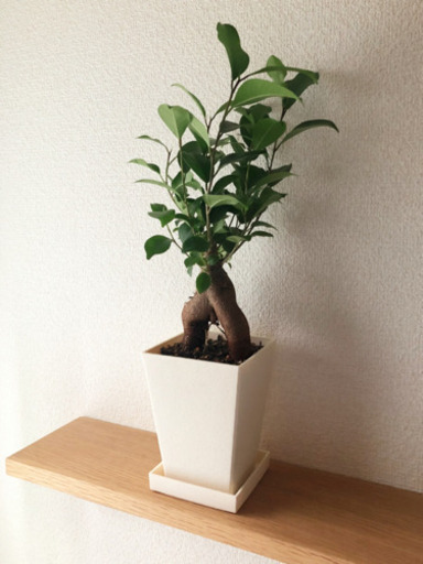 観葉植物　ガジュマル①　38cm　3号鉢と受け皿付き