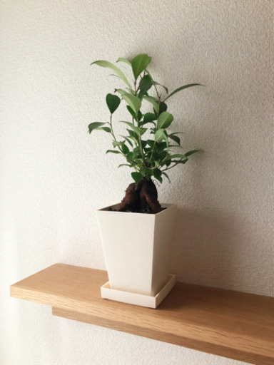 観葉植物　ガジュマル②　35cm　3号鉢と受け皿付き