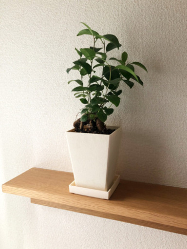 観葉植物　ガジュマル③　34cm　3号鉢と受け皿付き