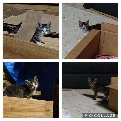 生後〜約１ヶ月程の３匹の子猫と親猫 (ねこ) 上岡の猫の里親募集 