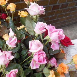 バラの花　記念品で特別栽培した薔薇です。