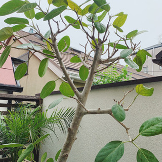 観葉植物　フィカスベンガレンシス　2mほど