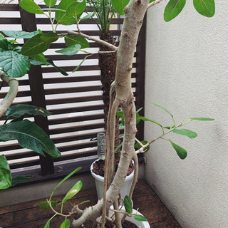 観葉植物　フィカスベンガレンシス　2mほど