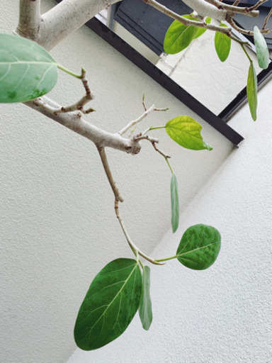 観葉植物 フィカスベンガレンシス 2mほど 観葉植物 フィカスベンガレンシス 2mほど