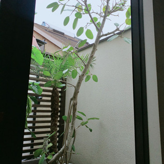 観葉植物　フィカスベンガレンシス　2mほど