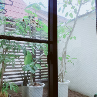 観葉植物　フィカスベンガレンシス　2mほど