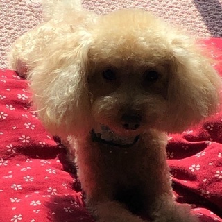 佐賀県の犬の里親募集 ジモティー 佐賀県の犬の里親募集 ジモティー