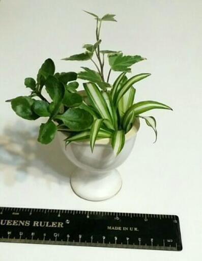 寄せ植え 観葉植物いろいろ アレンジ可 はな 福岡のインテリア雑貨 小物 その他 の中古あげます 譲ります ジモティーで不用品の処分