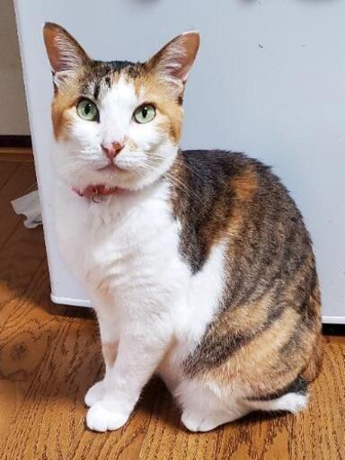 賢い女の子推定6歳サクラ Yoshi 秋津の猫の里親募集 ジモティー