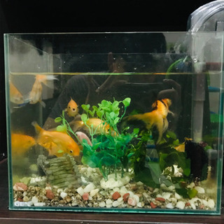 金魚9匹gex 水槽 Gexらくらくフィルターm とし 吹田のその他の中古あげます 譲ります ジモティーで不用品の処分