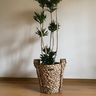 Plants Shop Bouquet ドラセナ コンパクター ...