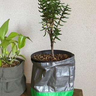 DAISO アロエ・ラモシシマ 観葉植物 ＋ Puebco鉢カバー