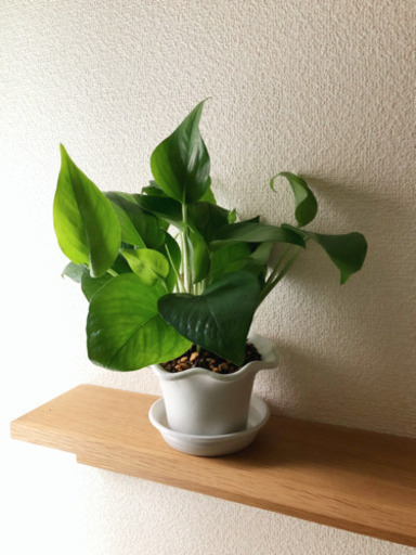 観葉植物　ポトス・パーフェクトグリーン②　31cm　おしゃれな3.5号の鉢と受け皿付き