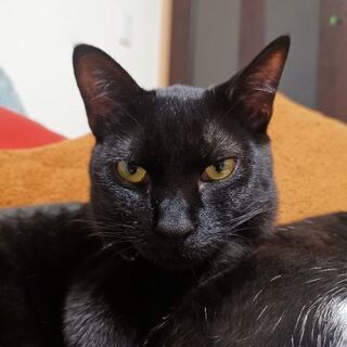 黒猫くん約10ヶ月