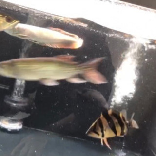大型魚 古代魚 - 売ります・あげます