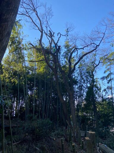 特殊伐採 木の伐採 枝下ろし 草刈り等承ります T K 大津の剪定 造園の無料広告 無料掲載の掲示板 ジモティー 特殊伐採 木の伐採 枝下ろし 草刈り等承ります T K 大津の剪定 造園の無料広告 無料掲載の掲示板 ジモティー