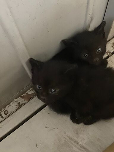 生後3週間真っ黒子猫2匹 激カワユイです たらこ 木下の猫の里親募集 ジモティー