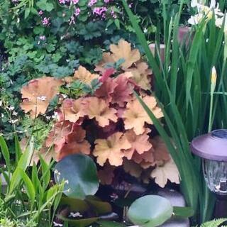 ヒューケラキャラメル Puffy 加茂のその他の中古あげます 譲ります ジモティーで不用品の処分