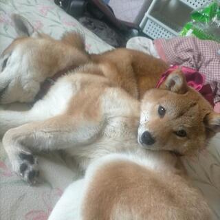 犬 柴犬好き😘な人 仲良くして下さい？！