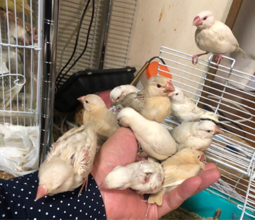 手乗り文鳥 インコの雛 小動物の販売 カズリン 塚本のペットショップの無料広告 無料掲載の掲示板 ジモティー 手乗り文鳥 インコの雛 小動物の販売 カズリン 塚本のペットショップの無料広告 無料掲載の掲示板 ジモティー